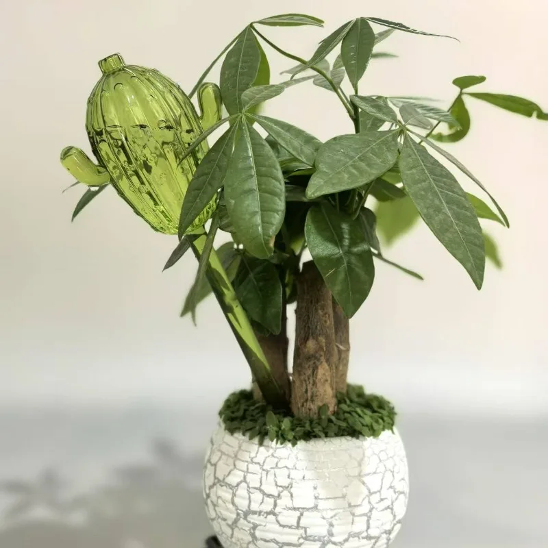 Unique Clear Plant Watering Ca - Gardening Tools For Beginners reseña y precio