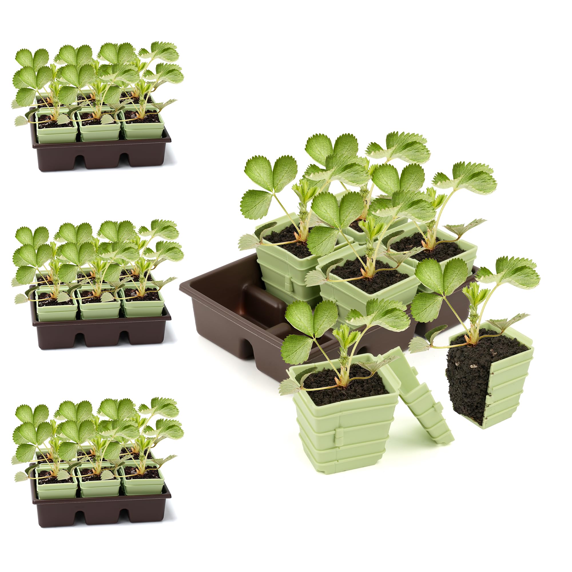Side-Open Seed Starter Tray 8- - Seed Starter Trays reseña y precio